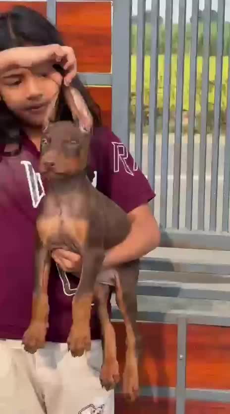 Doberman Pinscher Puppy, farm video