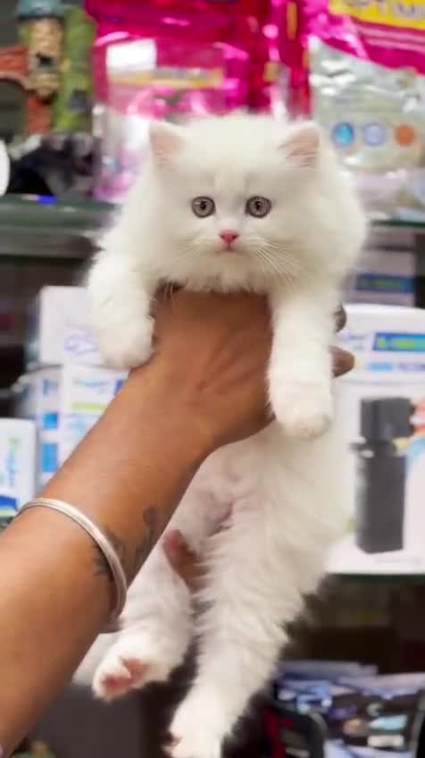 Persian Kitten (Punch Face), farm video