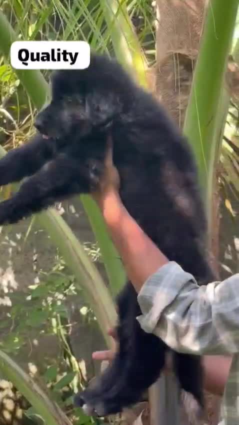 German Shepherd Puppy, farm video