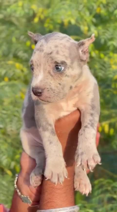 American Bully Pocket Size Puppy, farm video