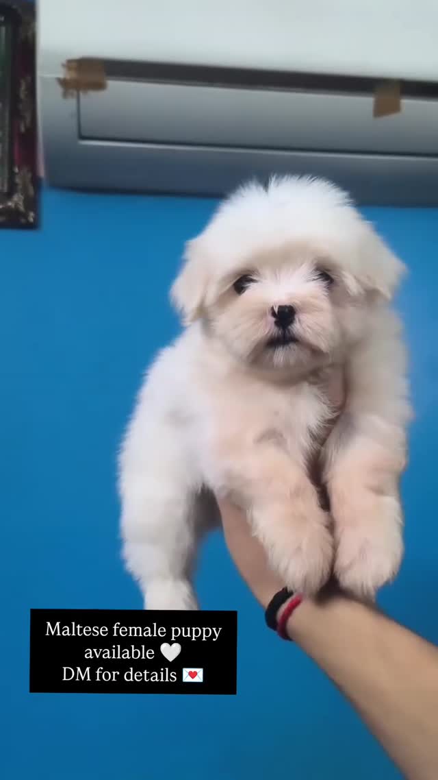 Maltese Puppy | White, farm video