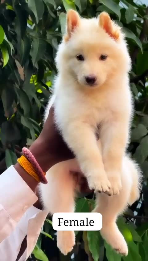 German Shepherd Puppy, farm video