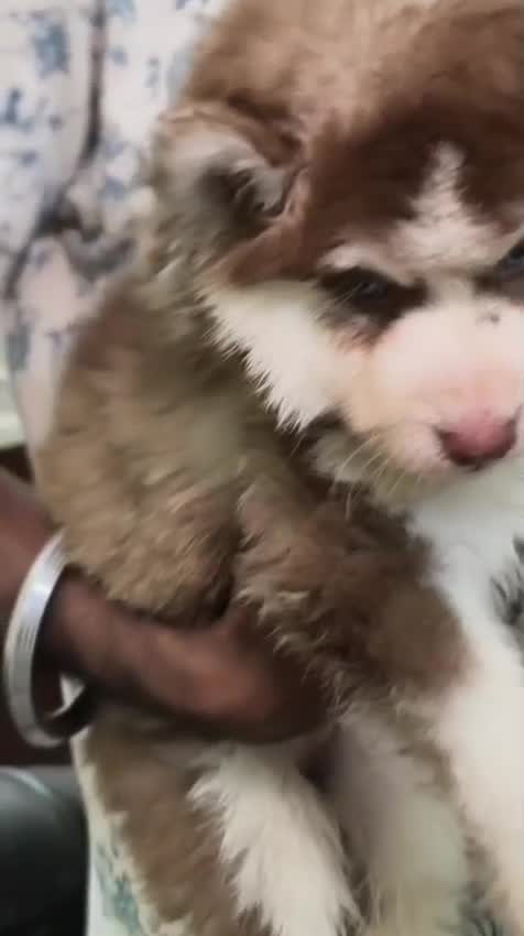 Siberian Husky Puppy | White Color, farm video
