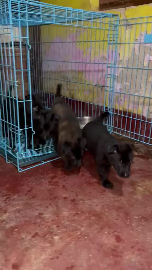 Belgian Malinois Puppy, farm video