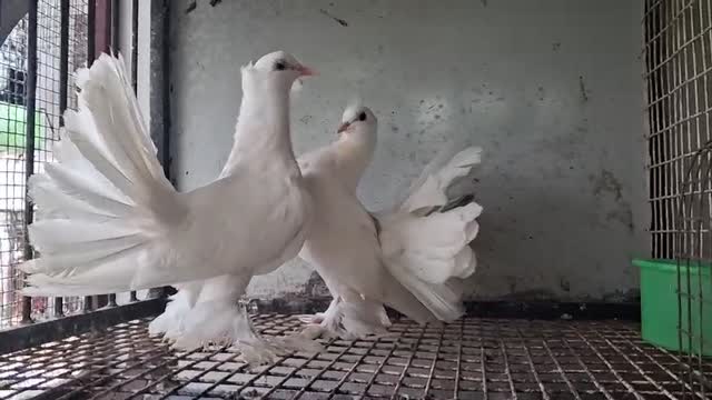 Homer Pigeon, farm video