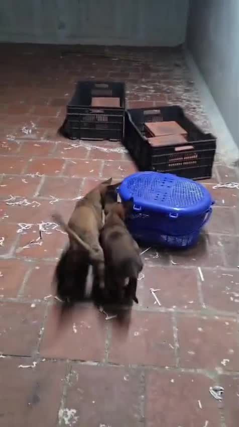 Belgian Malinois Puppy, farm video