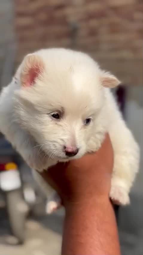 Culture Pom Puppy | White Color, farm video