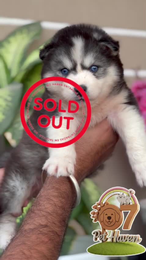 Siberian Husky Puppy | White Color, farm video