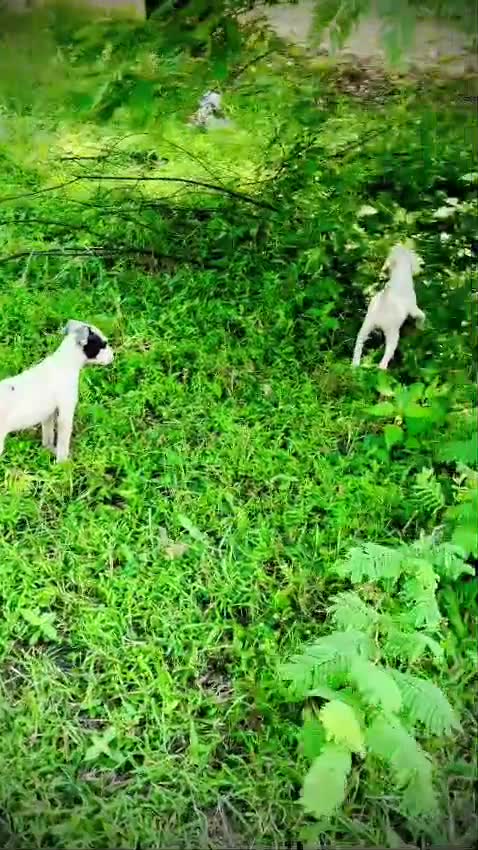 Pitbull Terrier Puppy, farm video