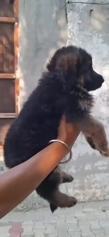 German Shepherd Puppy | Z Black, farm video
