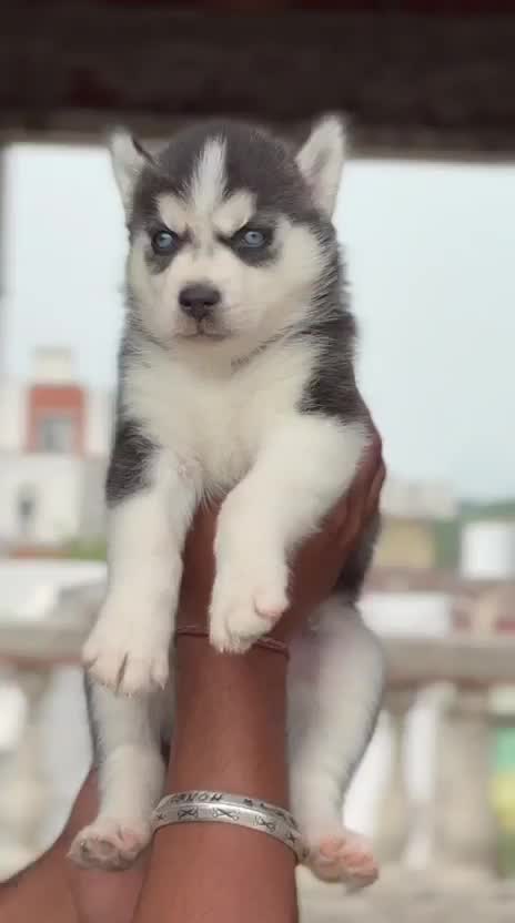 Siberian Husky Puppy | White Color, farm video