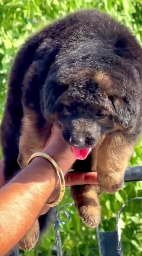 German Shepherd Puppy | Z Black, farm video