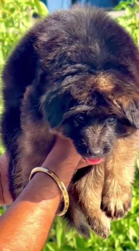 German Shepherd Puppy | Z Black, farm video