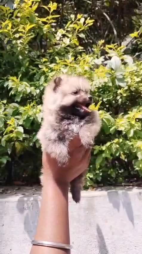 Pomeranian Puppy, farm video