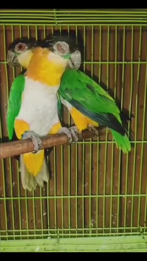 White Bellied Caique, farm video