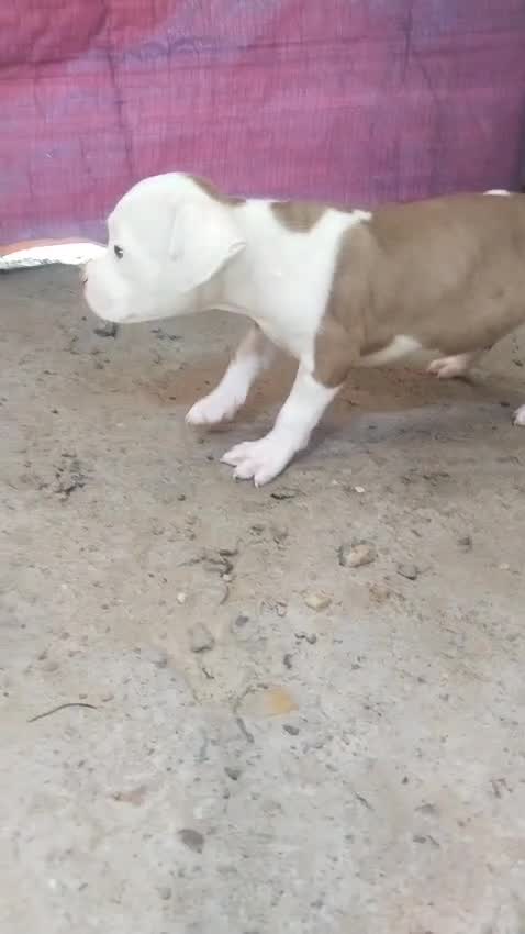Pitbull Terrier Puppy, farm video