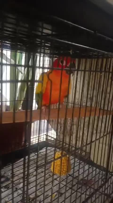 Sun Conure, farm video