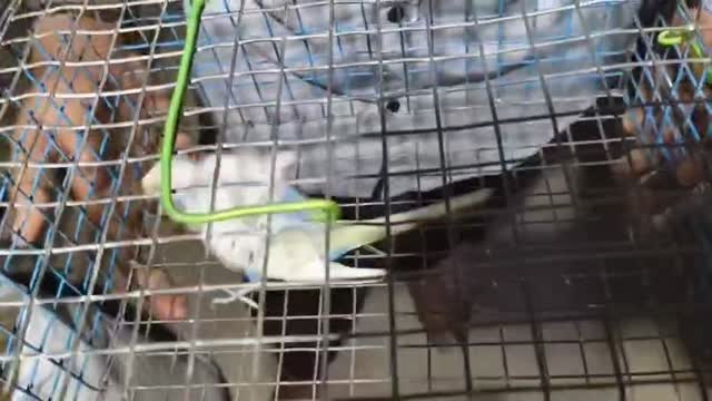 Helicopter Budgies, farm video