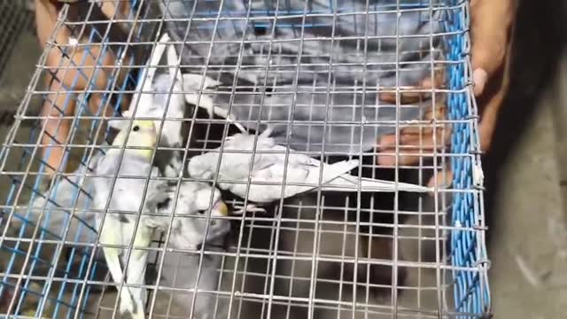 Helicopter Budgies, farm video