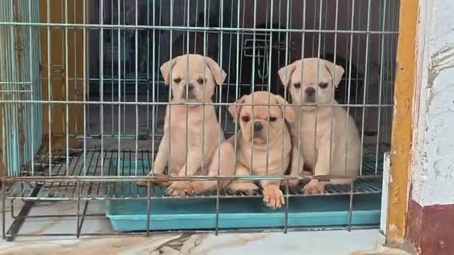 Pug Puppy, farm video