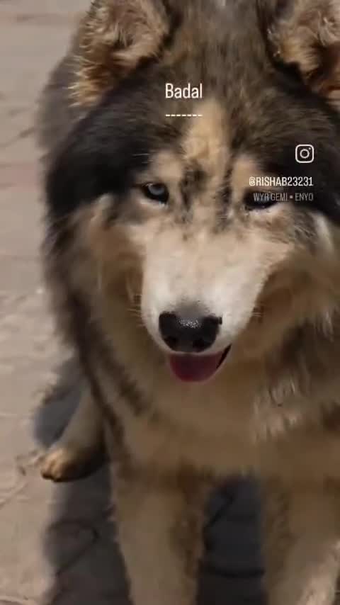Siberian Husky Puppy | White Color, farm video