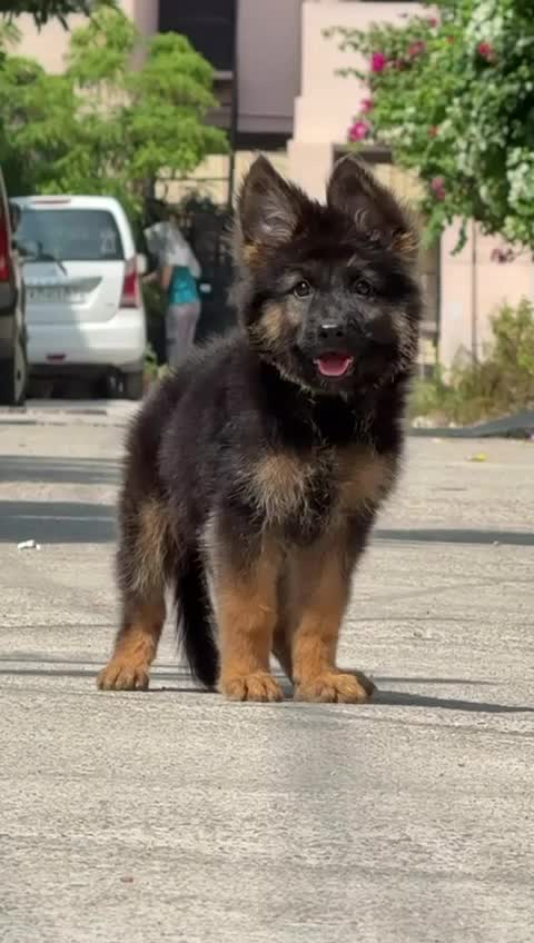 German Shepherd Puppy, farm video