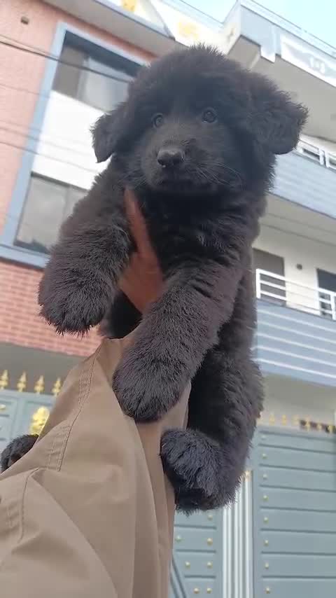 German Shepherd Puppy, farm video
