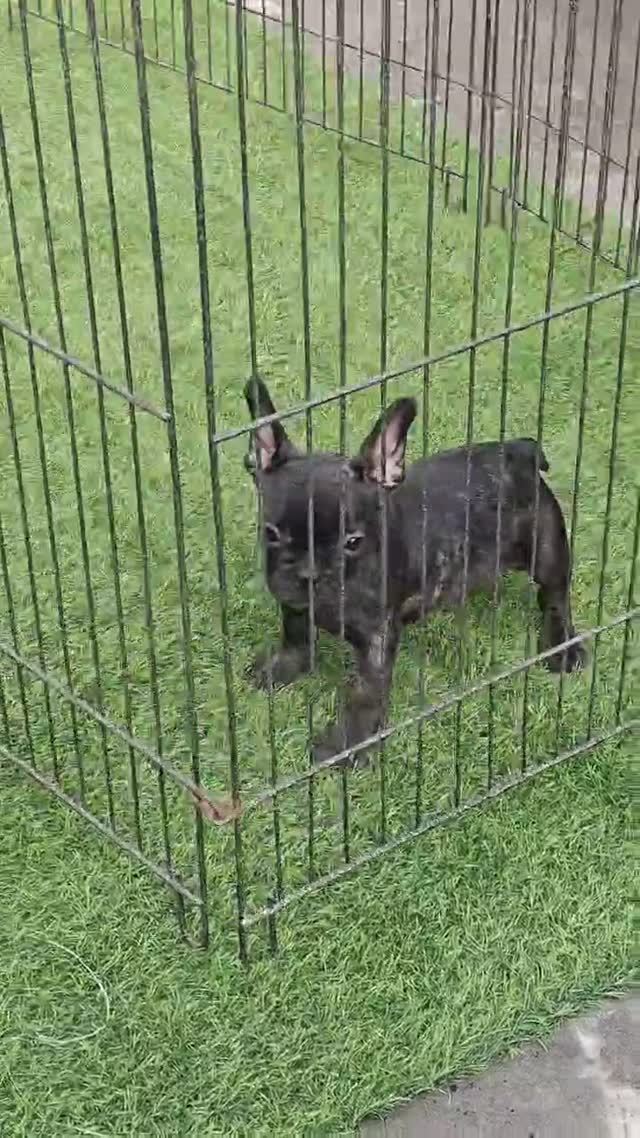 French Bulldog Puppy | White, farm video