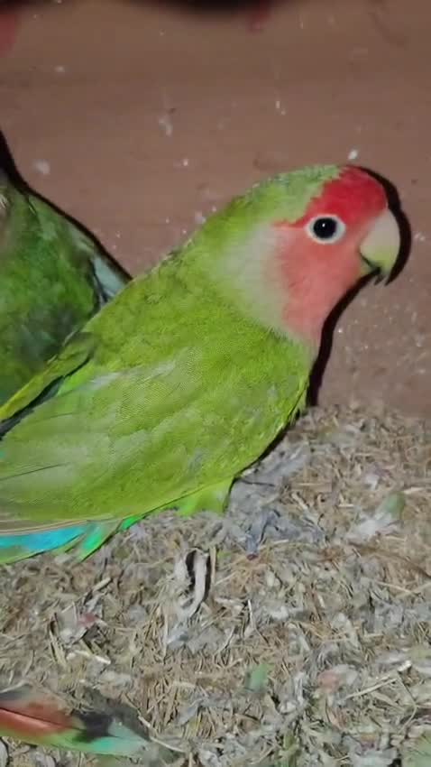 African Love Birds, farm video