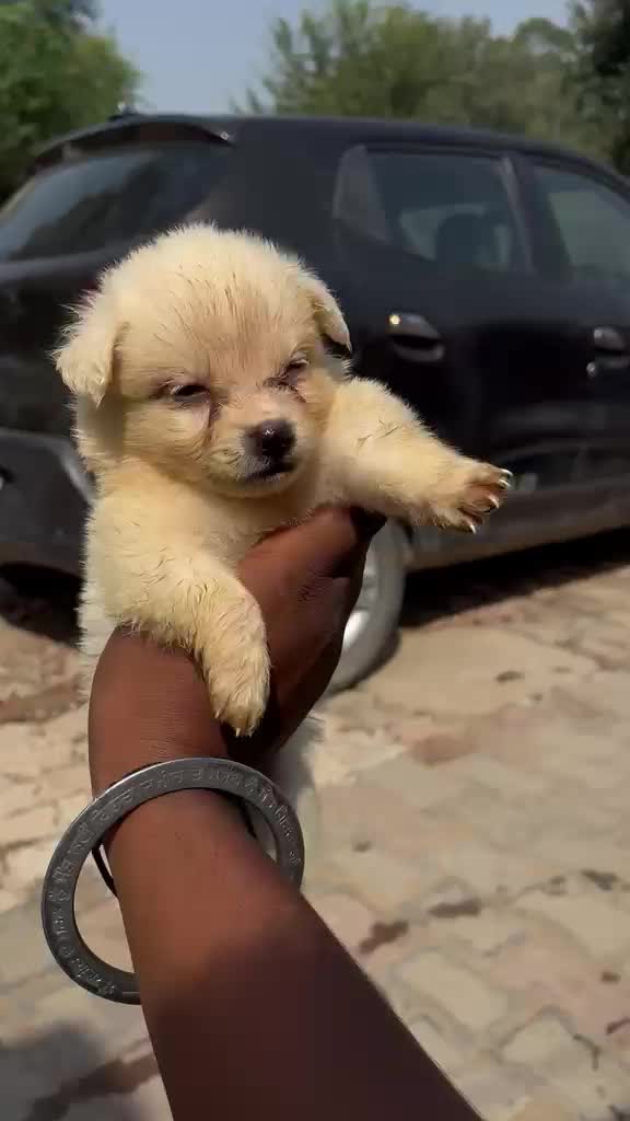 Pomeranian Puppy, farm video