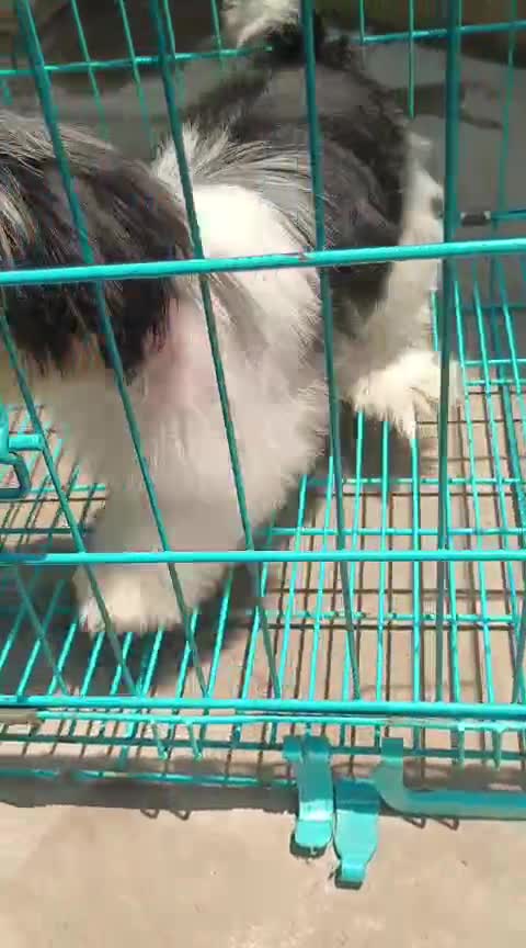 Shih Tzu Puppy Brown & Black at an affiliated farm in Chennai, Tamil Nadu