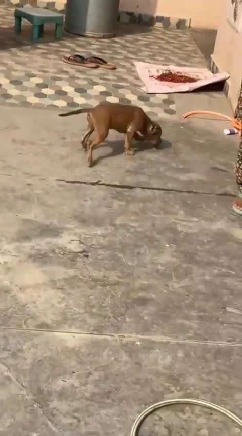 American Bull Dog | Pocket Size, farm video