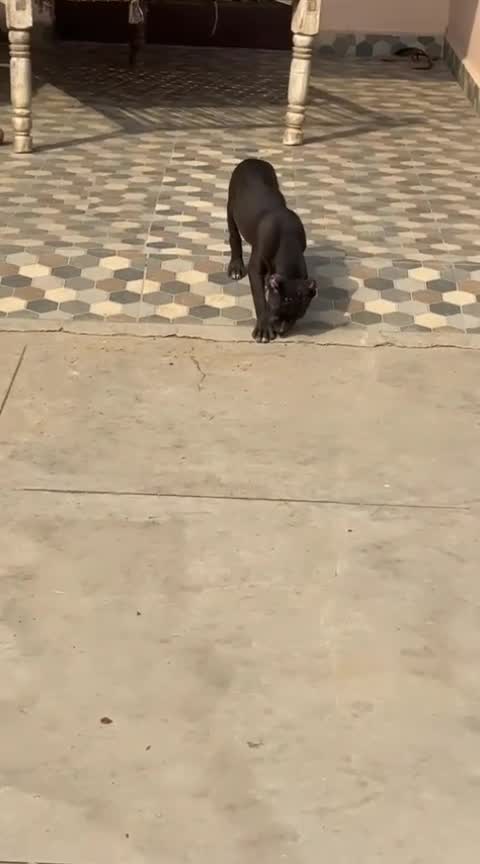 American Bull Dog | Pocket Size, farm video