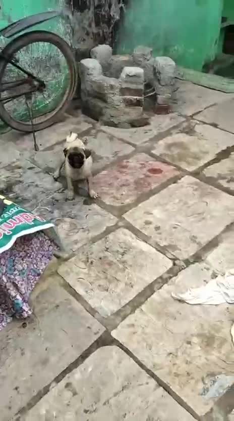 Pug Puppy | Apricot Color, farm video