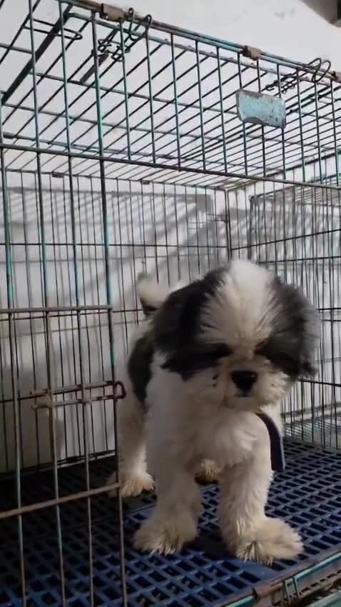 Shih Tzu | Black Color, farm video