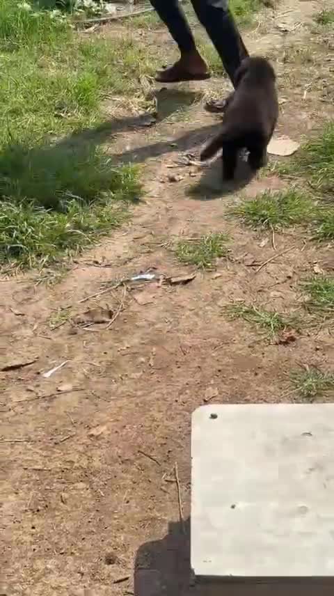 German Shepherd Puppy, farm video