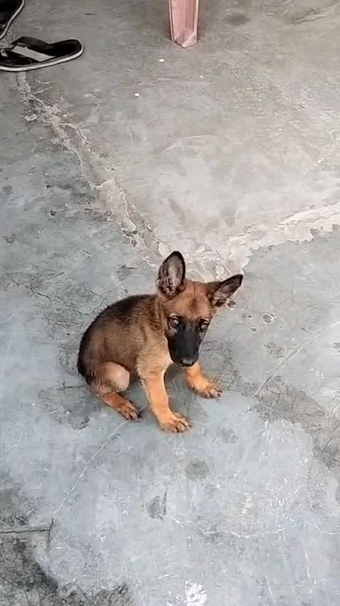 Belgian Malinois Puppy, farm video