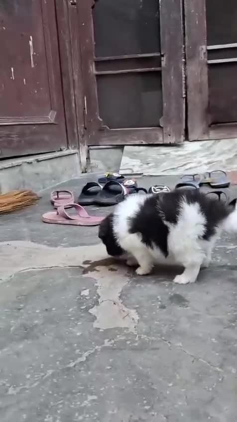 Pomeranian Puppy, farm video