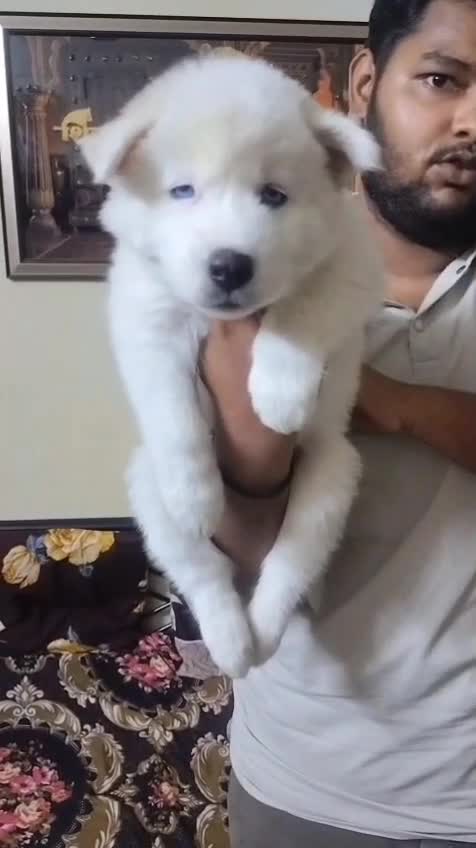 Siberian Husky Puppy | Copper & White Color, farm video