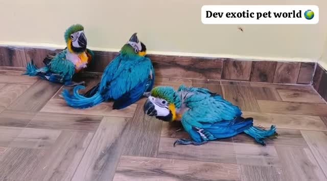 Blue & Gold Macaw, farm video