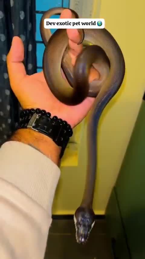 Ball Python, farm video