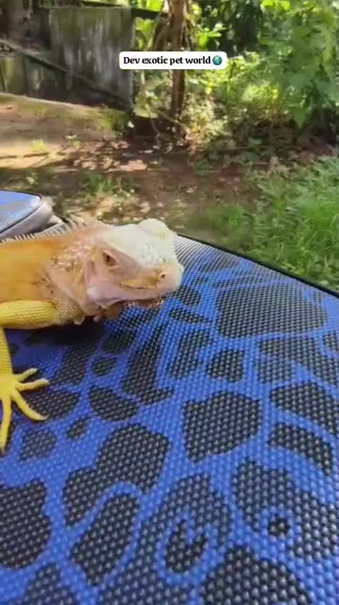 Iguana, farm video