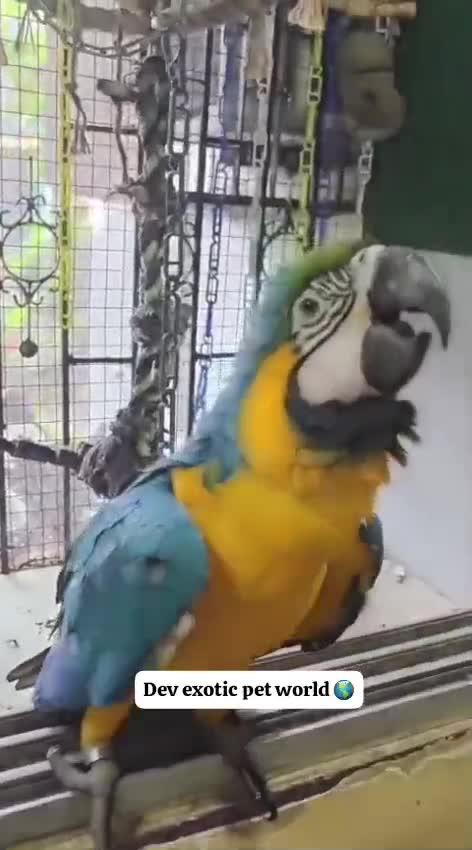 Blue & Gold Macaw, farm video