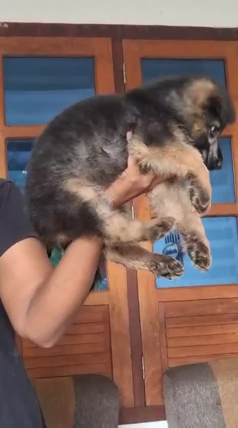 German Shepherd Puppy, farm video