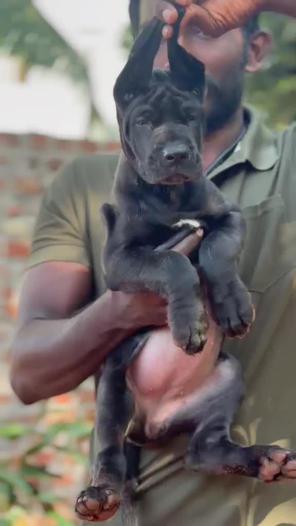 Great Dane Puppy, farm video