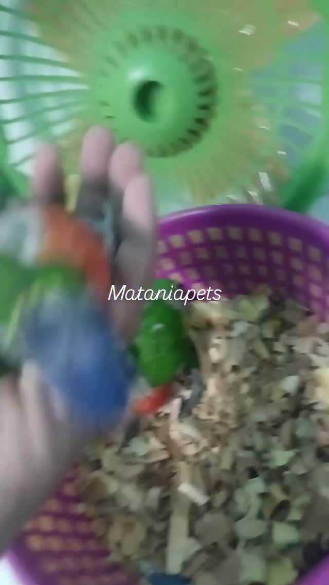 Chattering Lorikeet, farm video