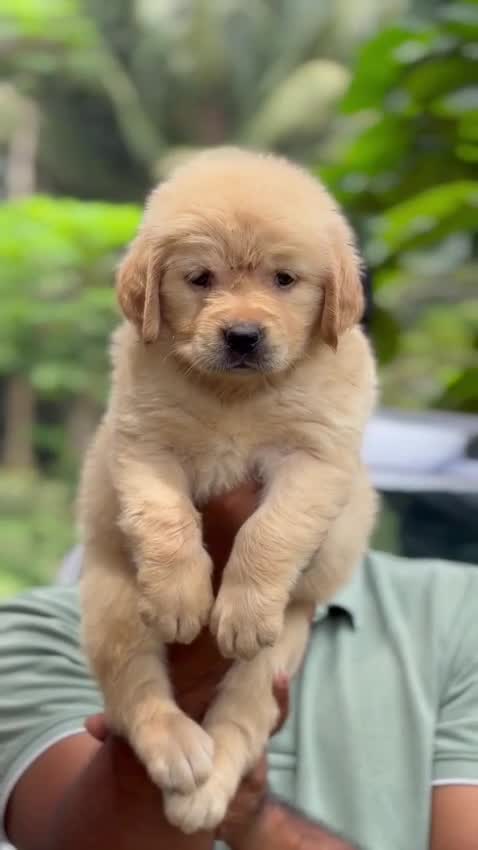 Golden Retriever, farm video
