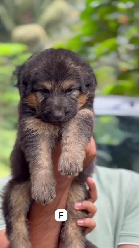 German Shepherd Puppy, farm video