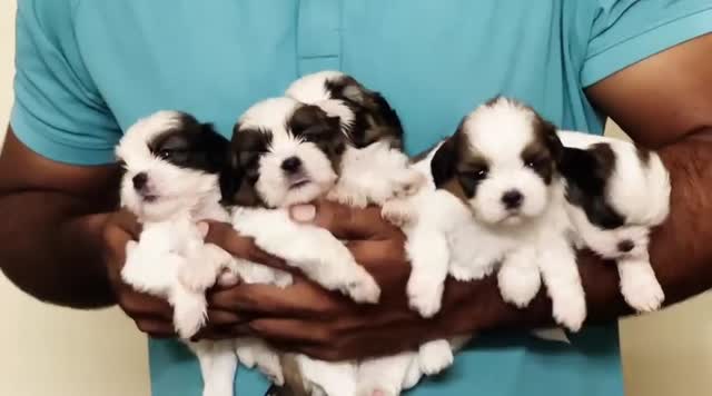 Shih Tzu | Black & White Color, farm video