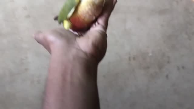 Pineapple Headed Conure, farm video